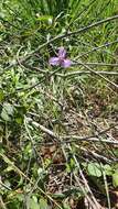 Image of Thysanotus banksii R. Br.