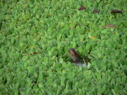 Image of Llanos Sideneck Turtle