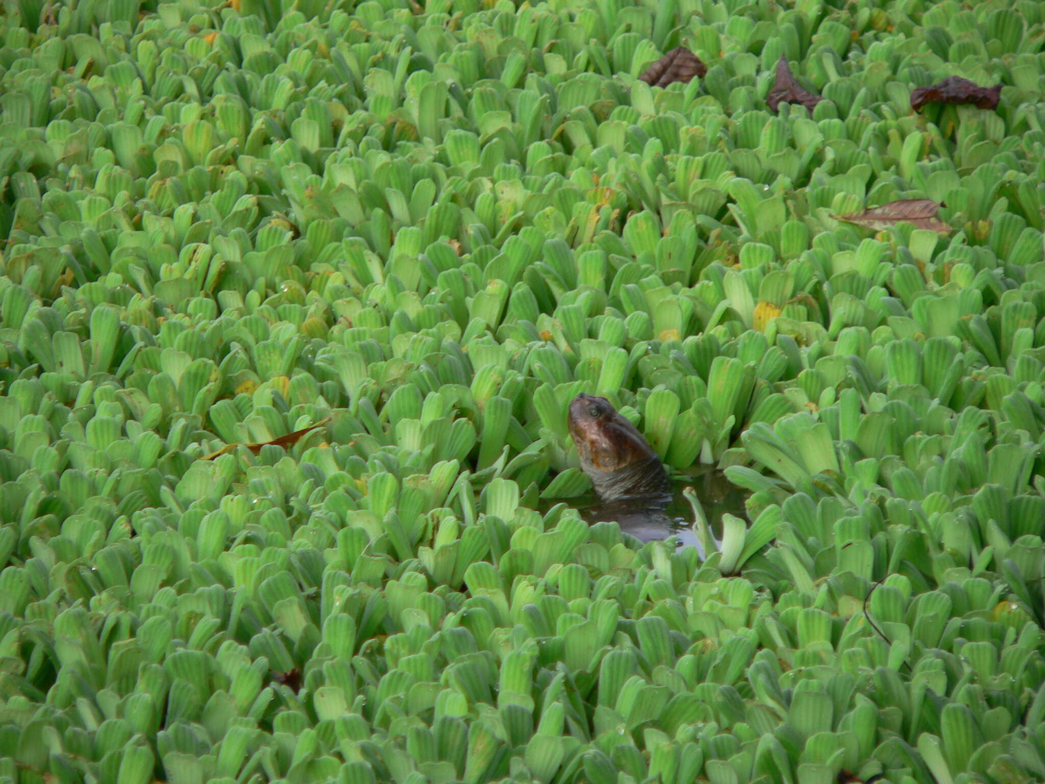 Image of Llanos Sideneck Turtle