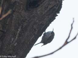 Image of Short-toed Treecreeper