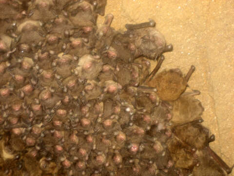 Image of Indiana Bat