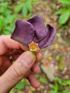 Image of Mandevilla veraguasensis (Seem.) Hemsl.