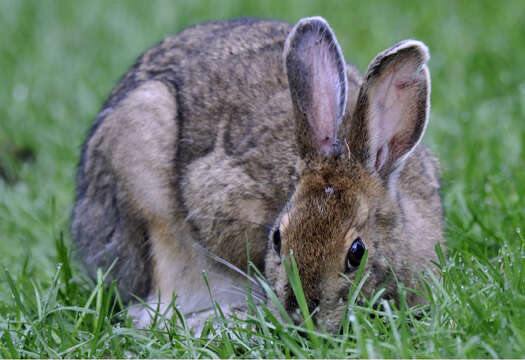 Image of snowshoe hare