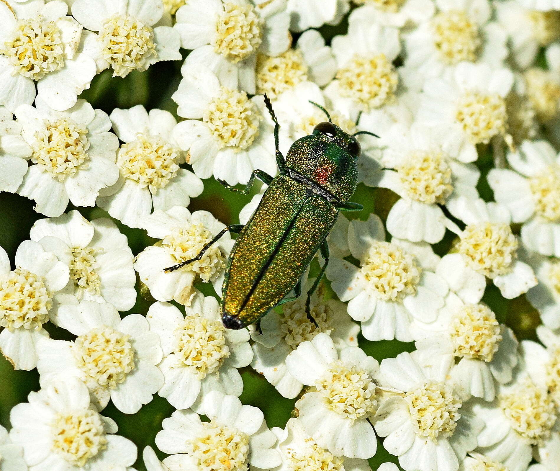 Anthaxia scorzonerae (Frivaldszky 1838) resmi