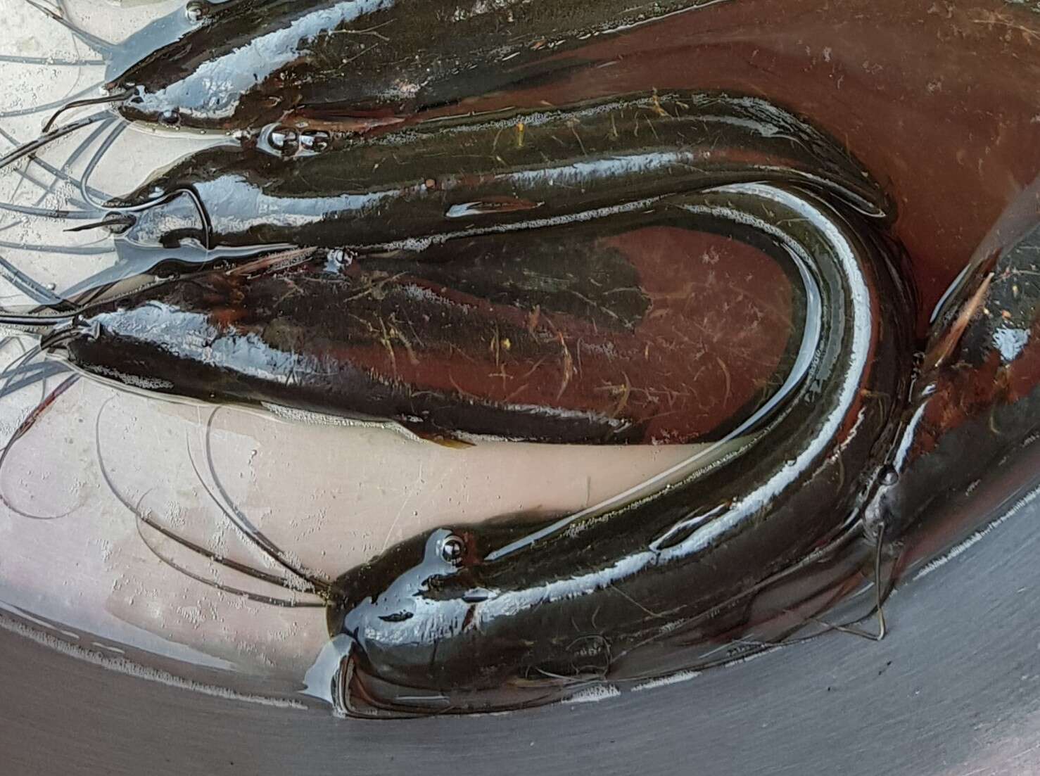 Image of airsac catfishes