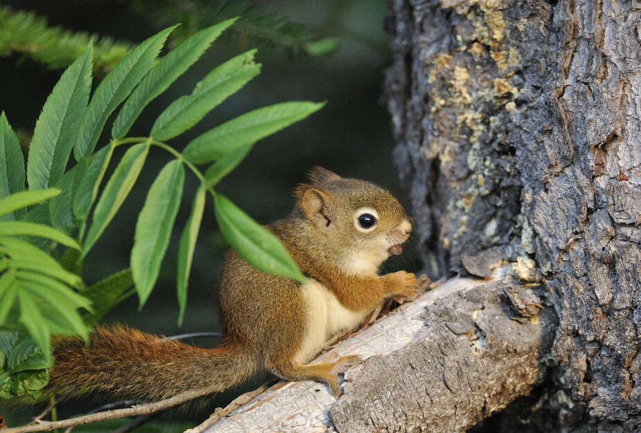 Imagem de Tamiasciurus Trouessart 1880