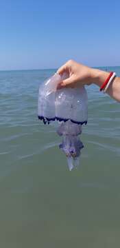 Image of barrel jellyfish