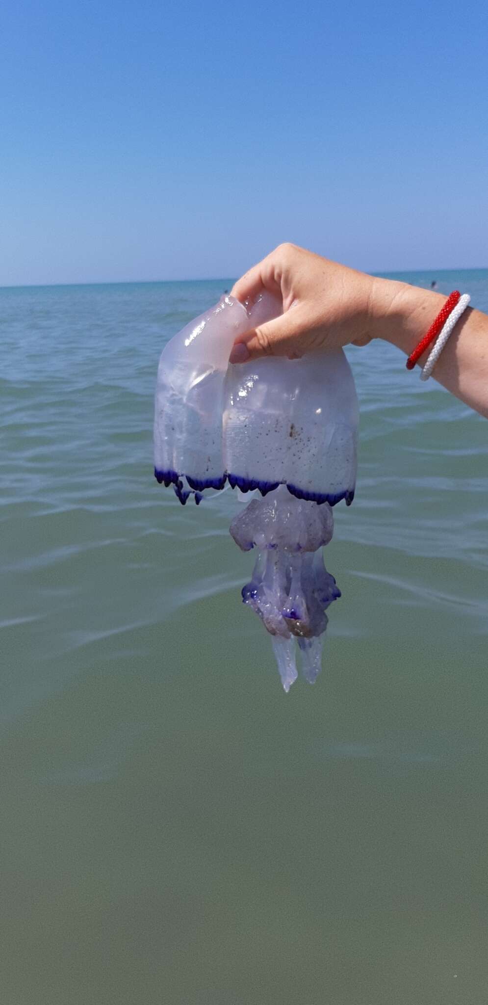 Image of barrel jellyfish