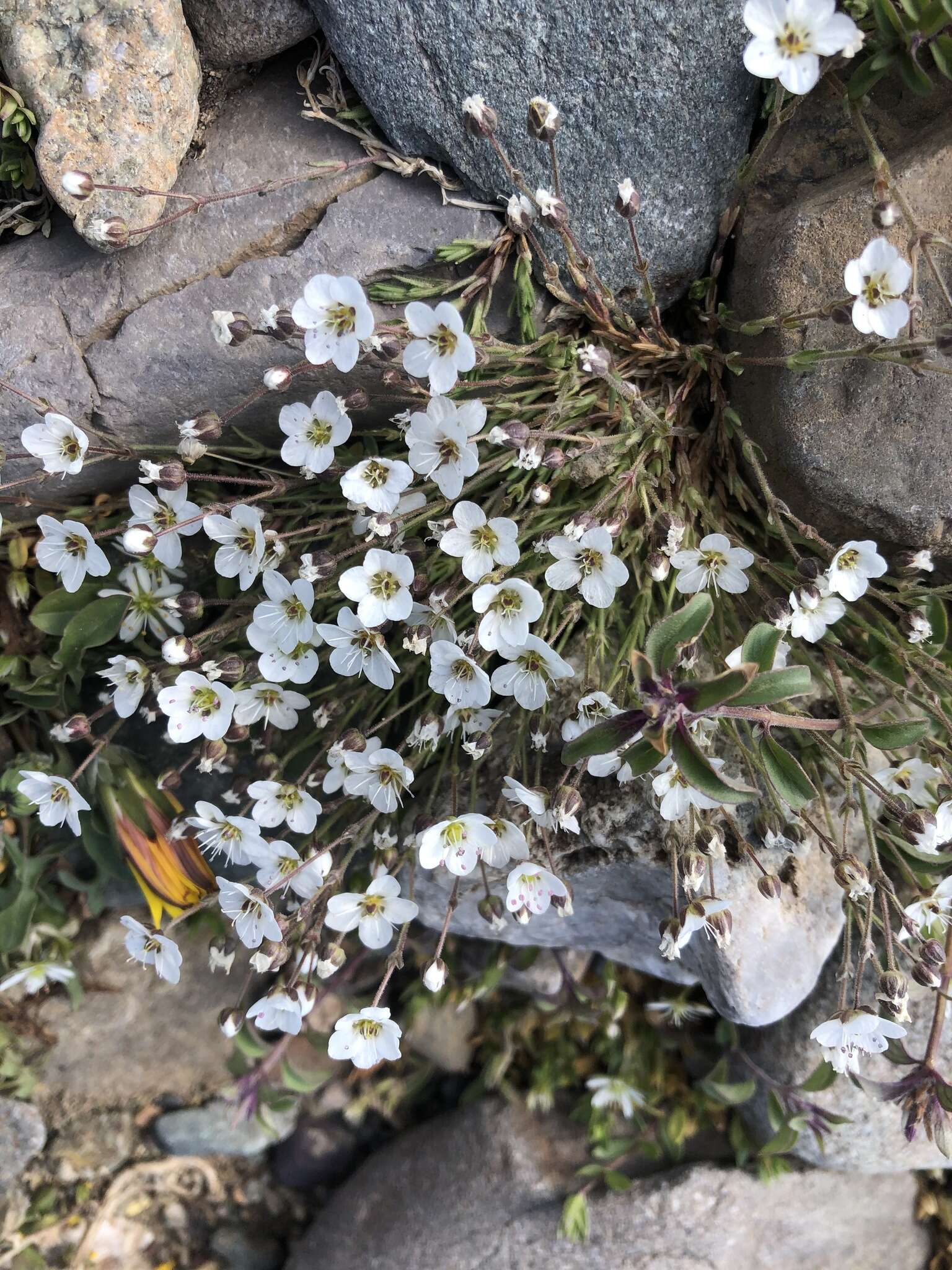 Plancia ëd Heterochroa desertorum Bunge