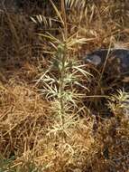 Image of Eryngium glomeratum Lam.