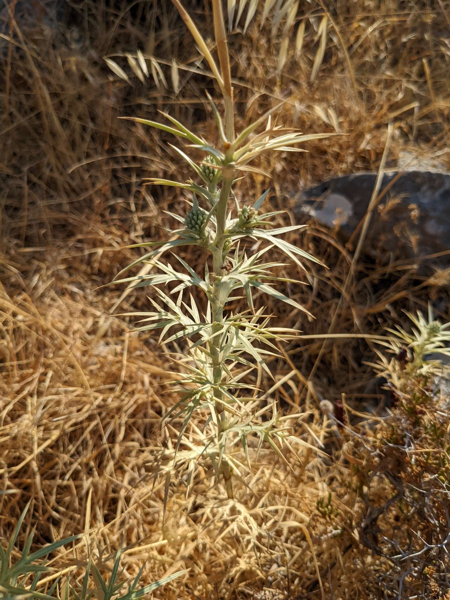 Image of Eryngium glomeratum Lam.