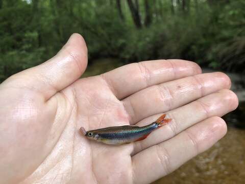 Image of Metallic Shiner