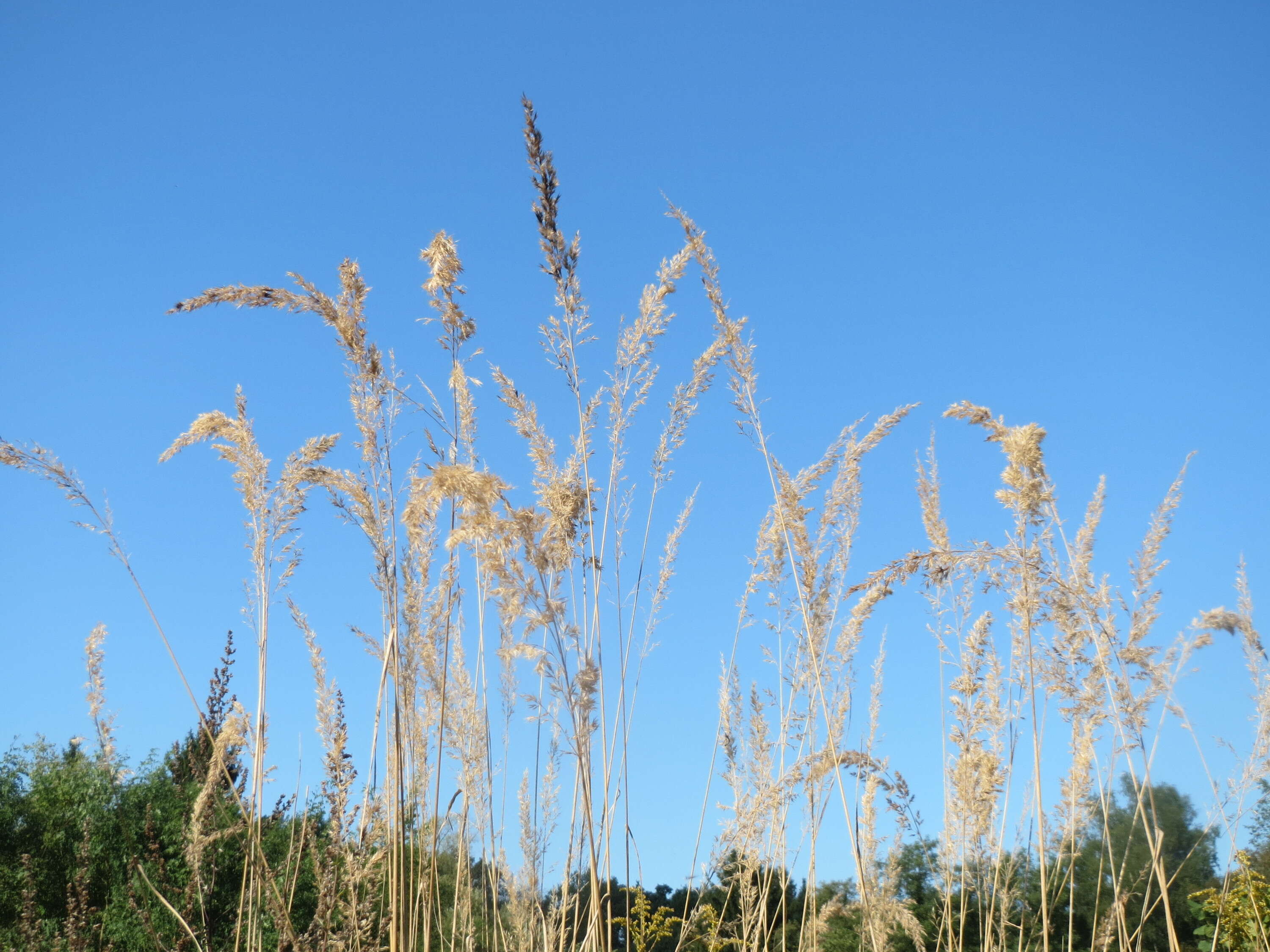 Imagem de Calamagrostis epigejos (L.) Roth