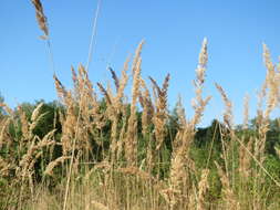 Imagem de Calamagrostis epigejos (L.) Roth