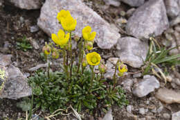 Plancia ëd Saxifraga chrysantha A. Gray