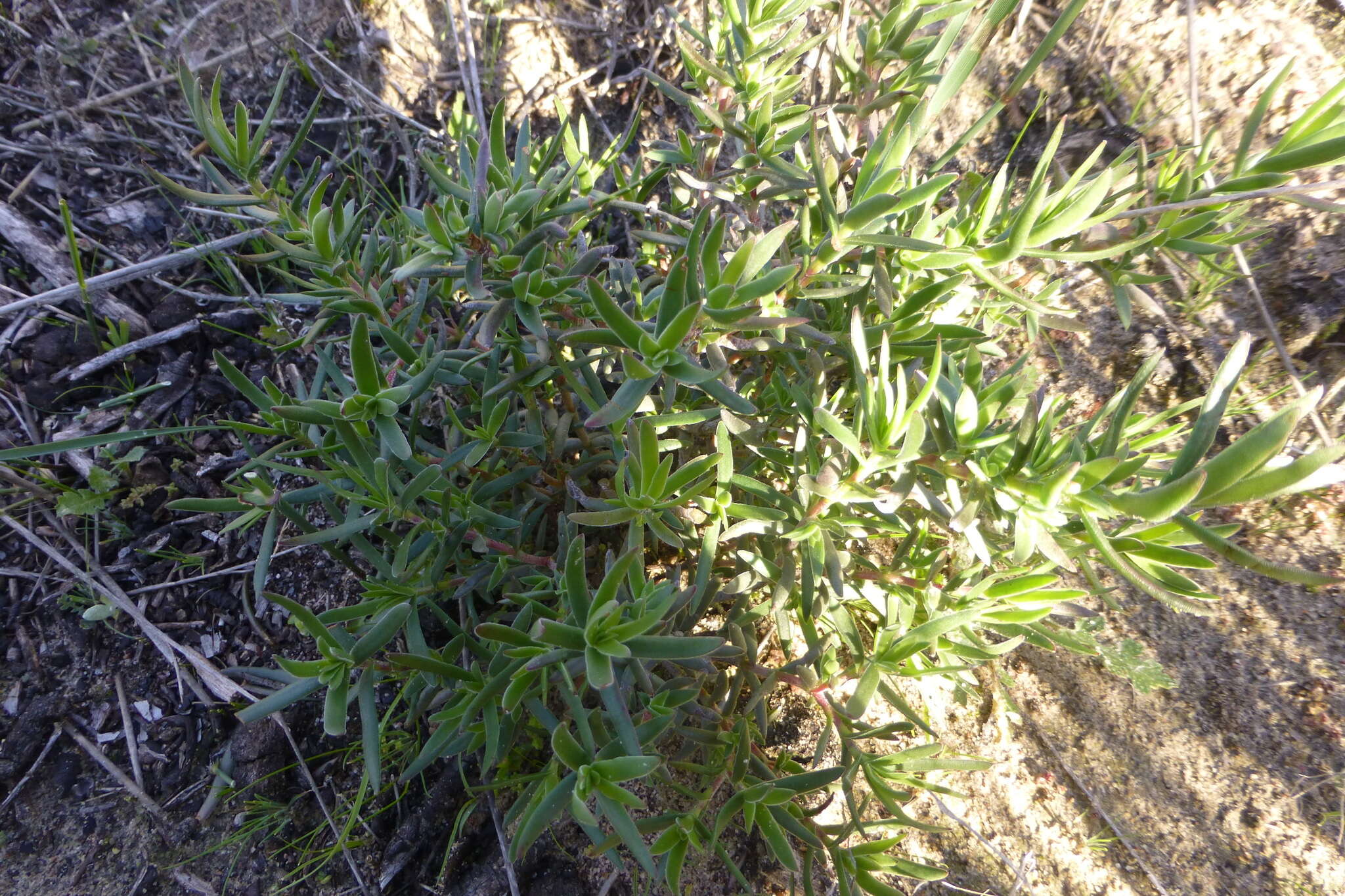 Image of Crassula cymosa Berg.