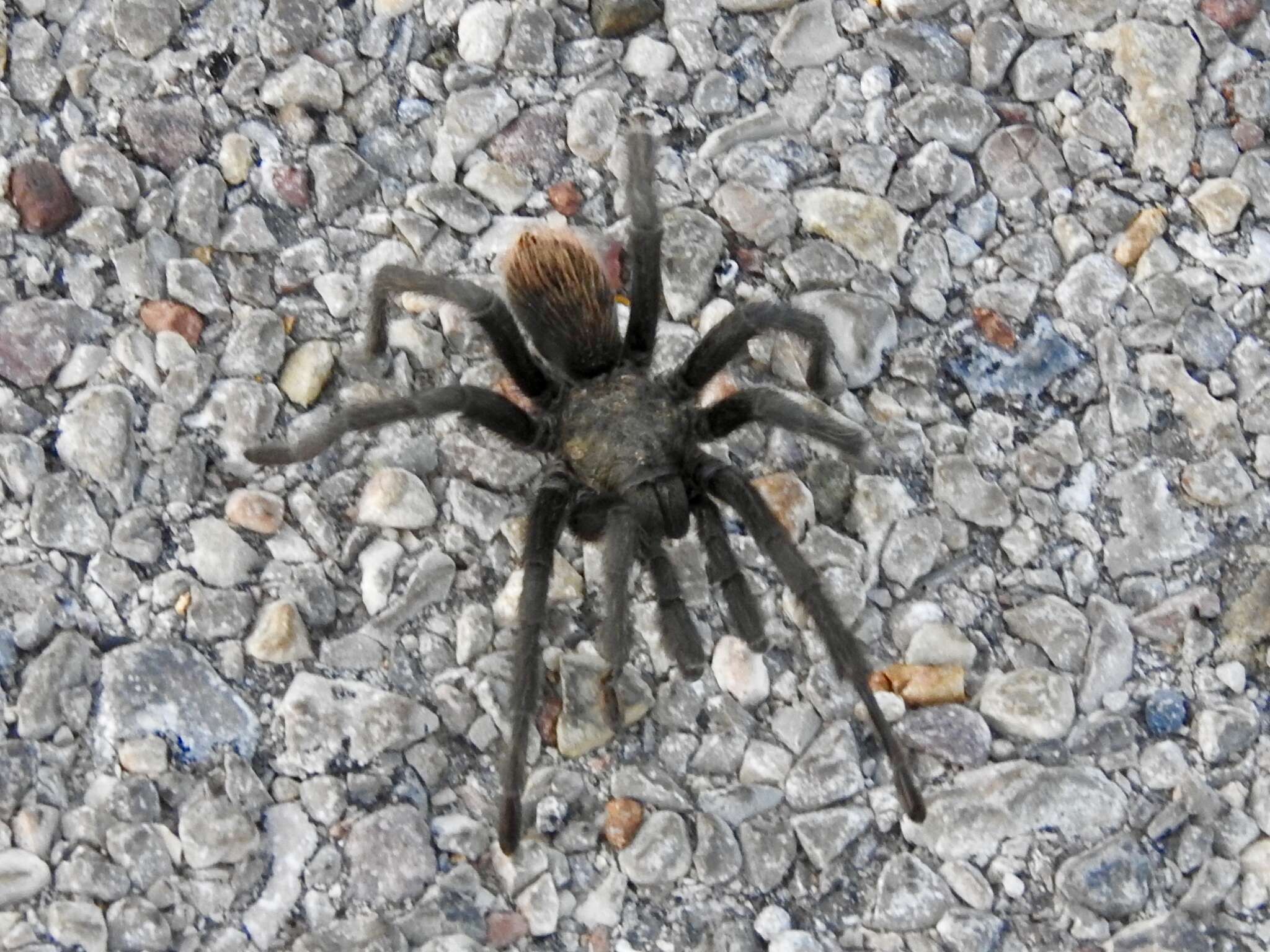 Image of Tuscan Bronze Tarantula