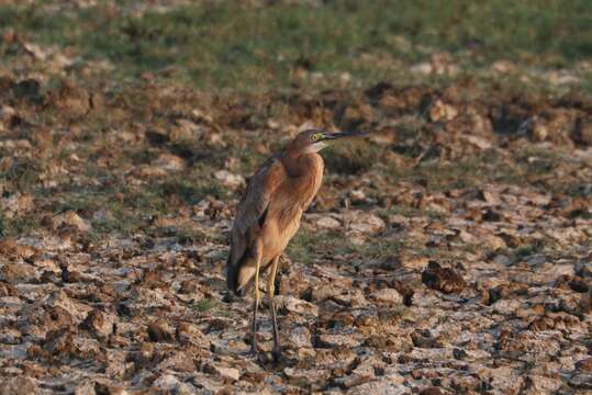 Image of Ardea purpurea manilensis Meyen 1834