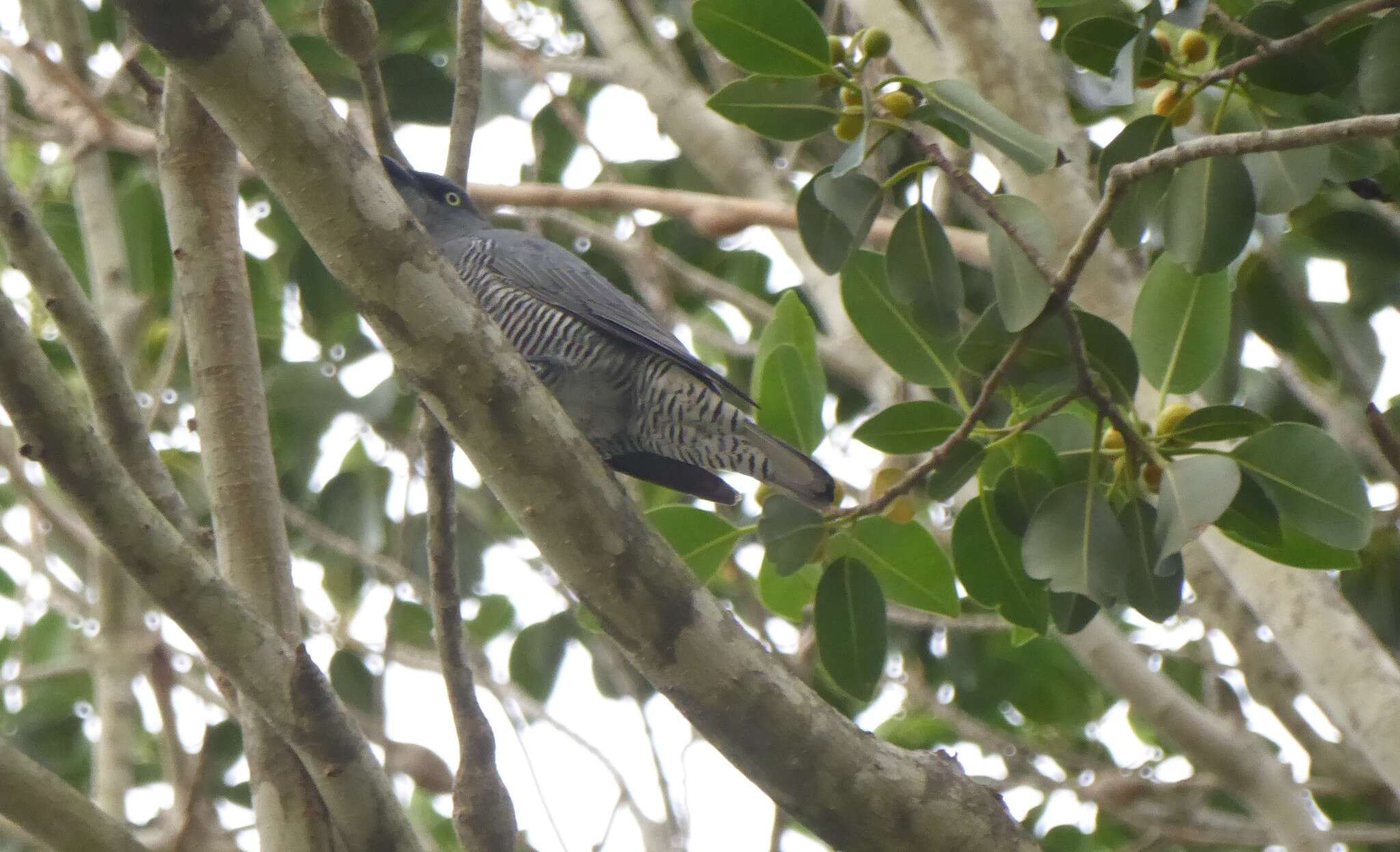 Image of Barred Cuckoo-shrike