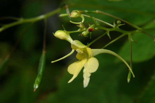 Image of Impatiens racemosa DC.