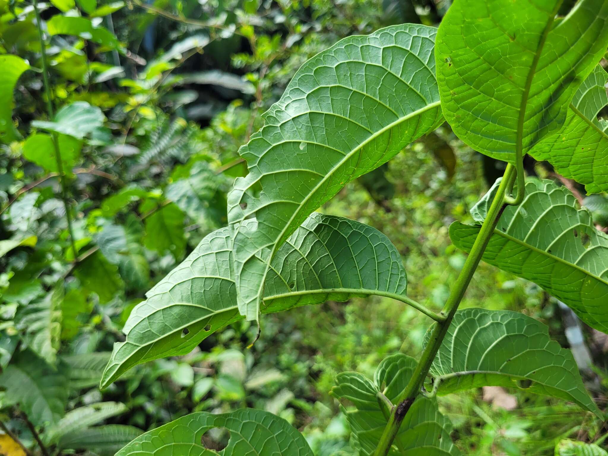 Image of Heliotropium ulei