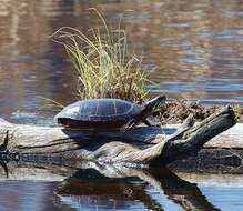 Image of Eastern Painted Turtle