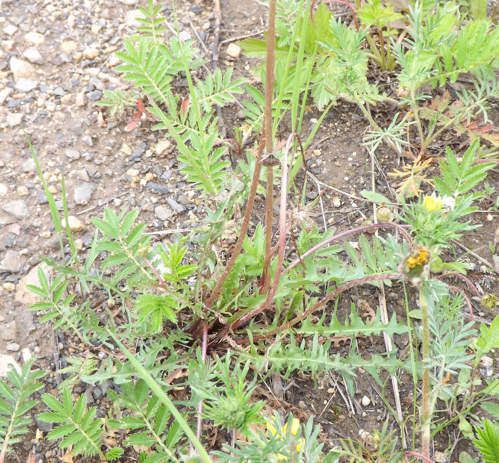 Image of Taraxacum scariosum (Tausch) Kirschner