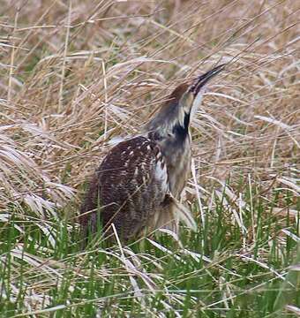 Image of American Bittern