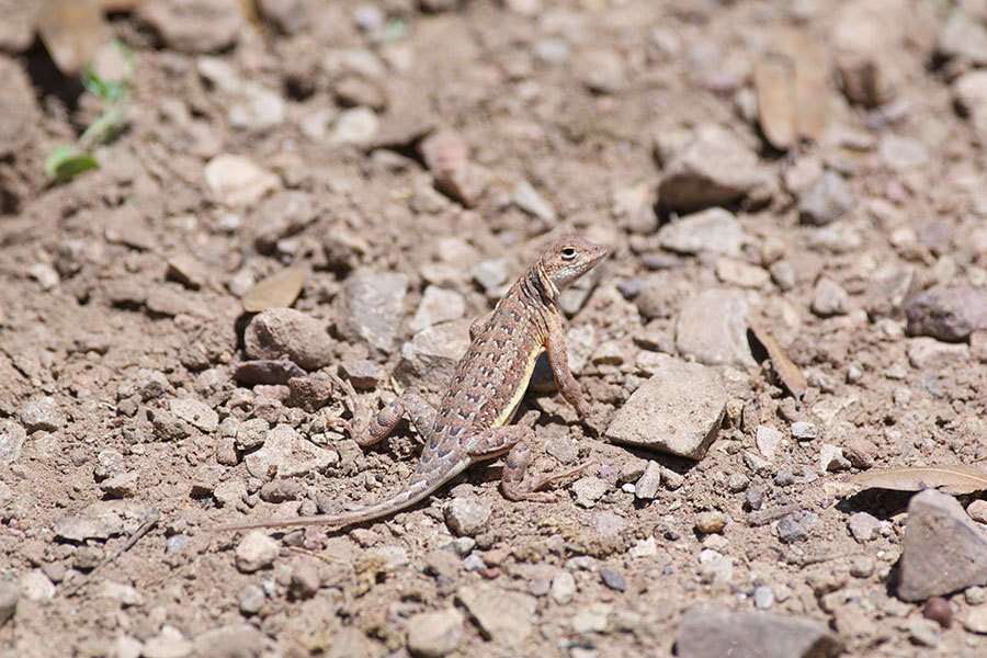 Image of Elegant Earless Lizard