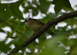 Image of Light-vented Bulbul