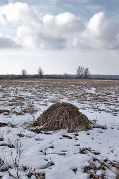 Image of muskrat