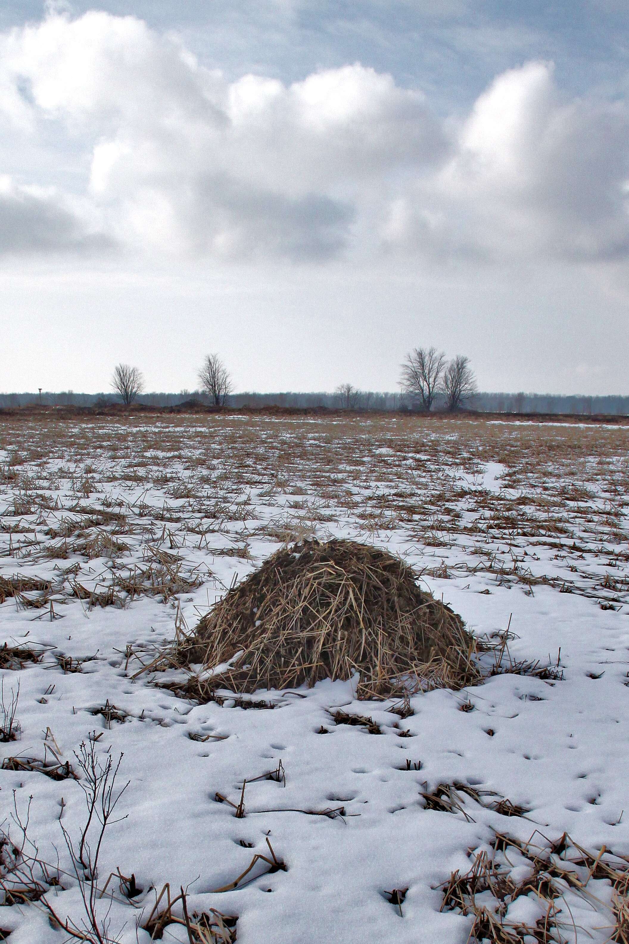 Image of muskrat