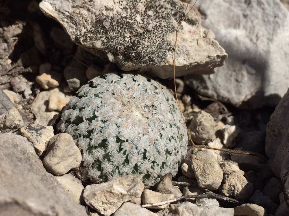 Plancia ëd Turbinicarpus valdezianus (H. Moeller) Glass & R. A. Foster