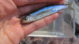 Imagem de Notropis hudsonius (Clinton 1824)