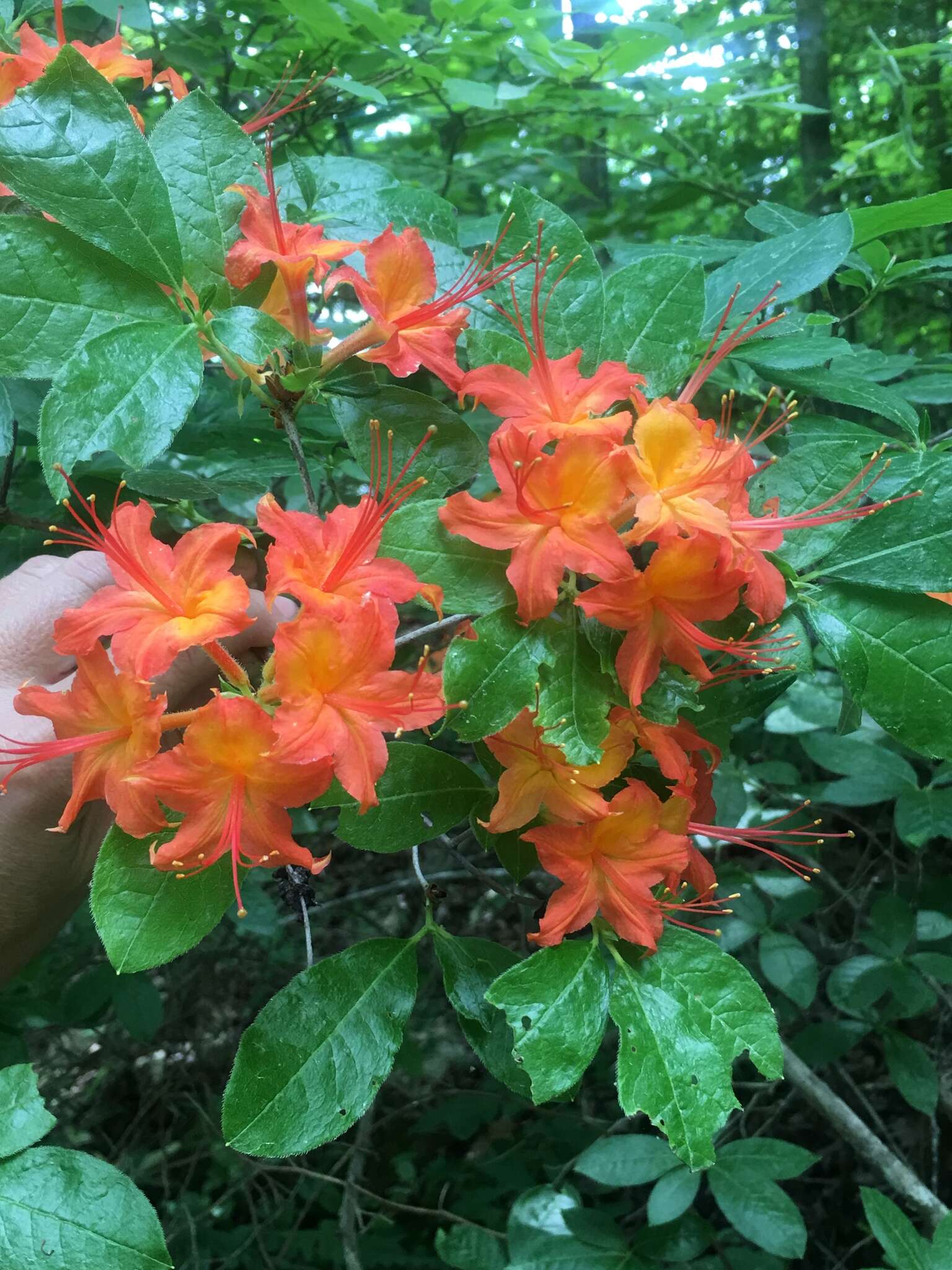 صورة Rhododendron cumberlandense E. L. Braun