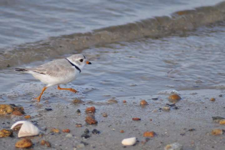 Image of Piping Plover