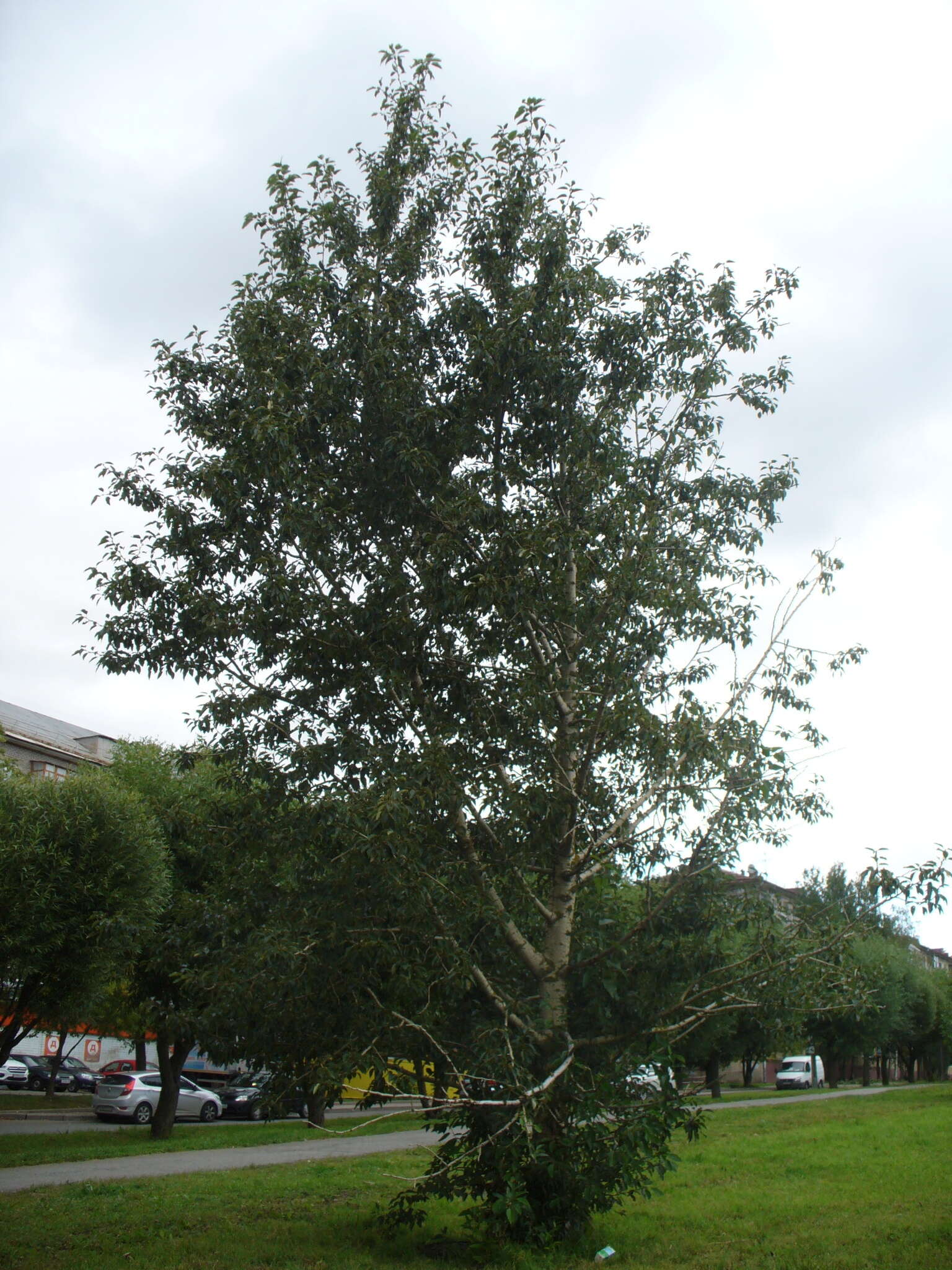 Image of Populus longifolia