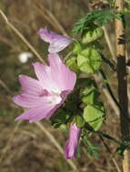 Image of musk mallow