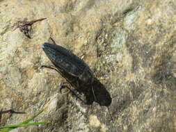 Imagem de Buprestis rustica Linnaeus 1758