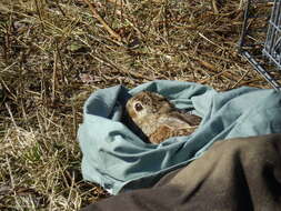 Image of New England Cottontail