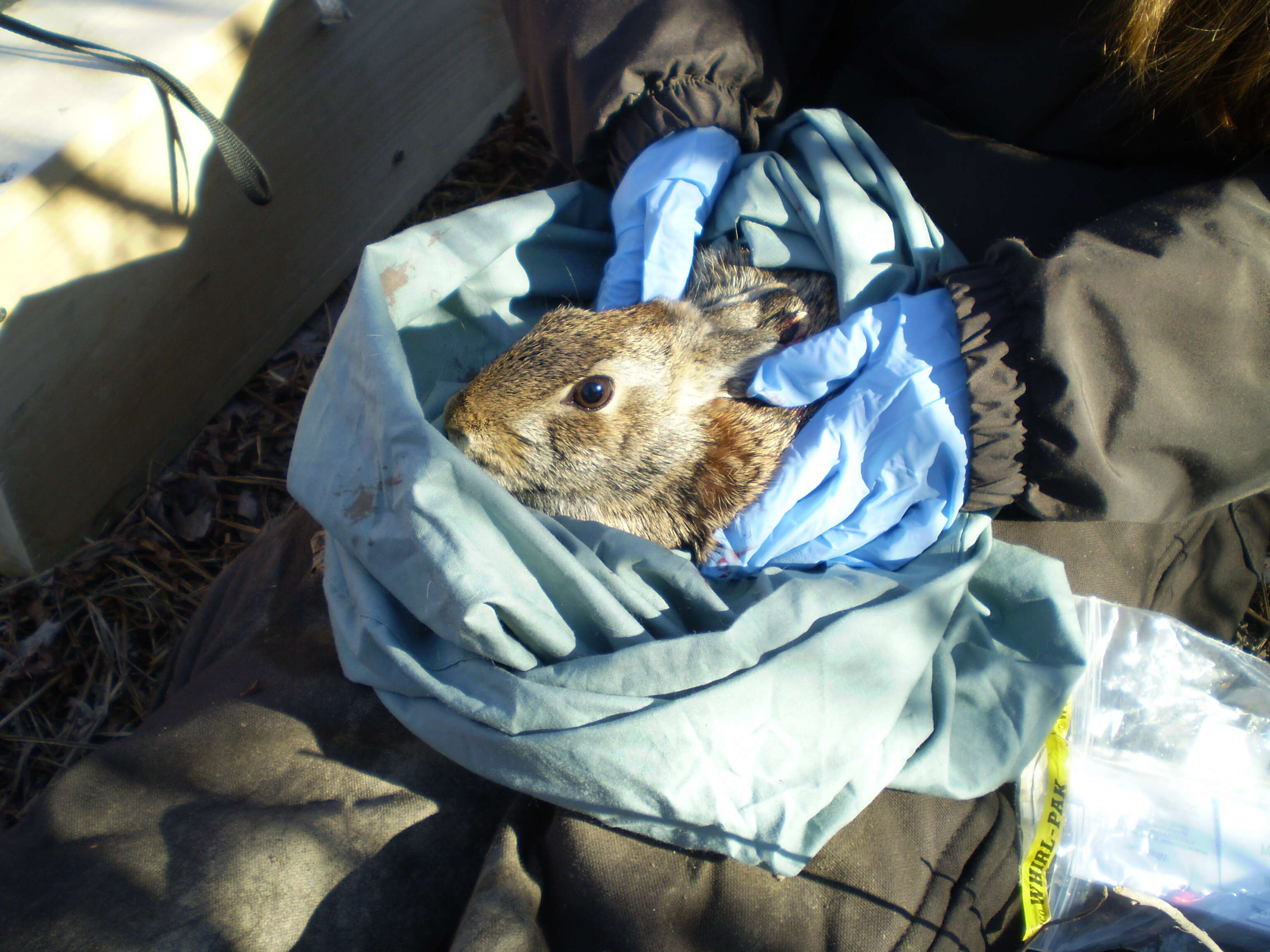 Image of New England Cottontail