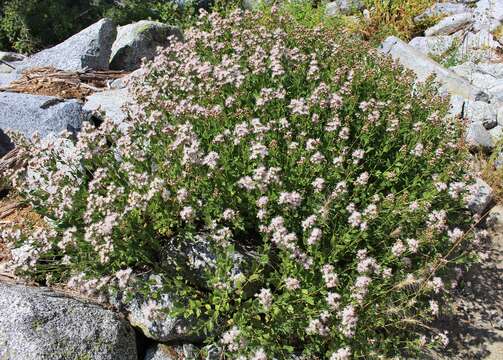 Image of western snakeroot