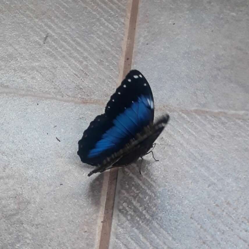 Morpho helenor achillides的圖片