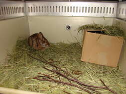 Image of New England Cottontail