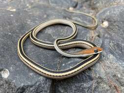 Plancia ëd Psammophis punctulatus trivirgatus Peters 1878