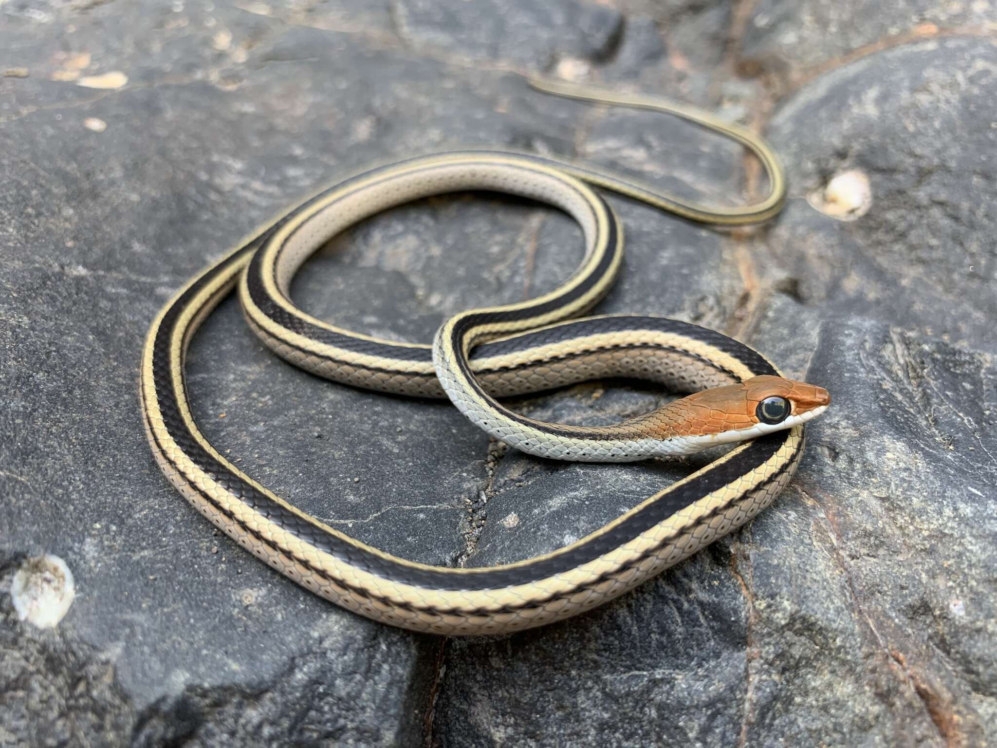 Image of Psammophis punctulatus trivirgatus Peters 1878