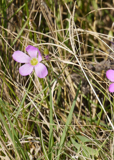 Sivun Oxalis drummondii A. Gray kuva