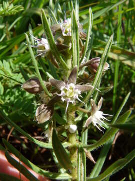 Image de Aspidoglossum ovalifolium (Schltr.) F. K. Kupicha