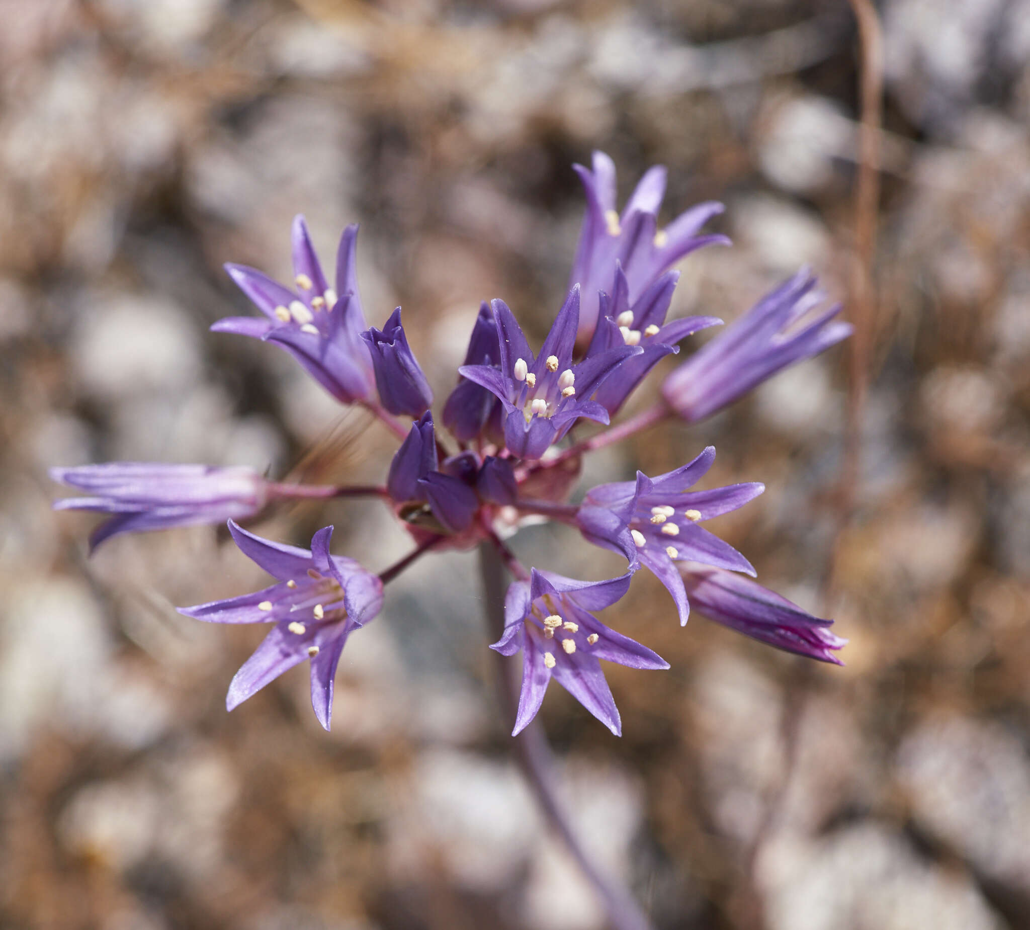 Image of fringed onion