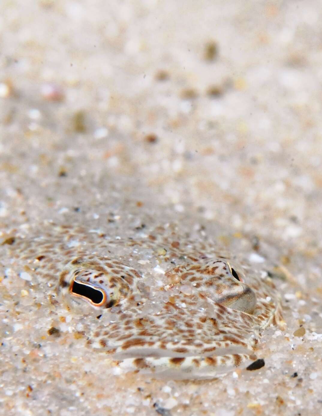 Image of Bluespot flathead